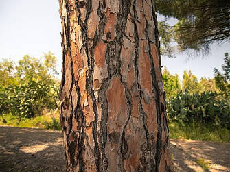 Екстракт соснової кори (Pine Bark Extract)