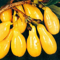 Саженцы Кизила Янтарный (привитый) - средний, желтый, урожайный