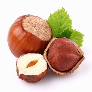 Саджанці фундука Шедевр (дворічний). Відводки., фото 1