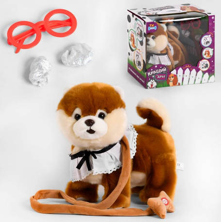 Собачка Померанський шпіц на повідку, фото 1