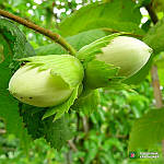 Саджанці фундука Косфорд (дворічний). Відводка, фото 2