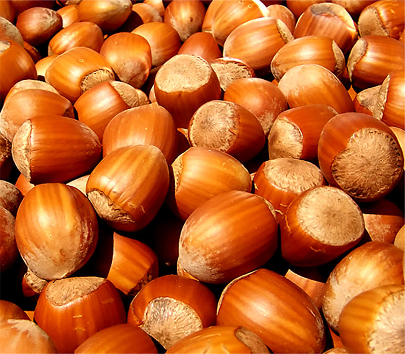 Саджанці фундука Косфорд (дворічний). Відводка, фото 1