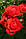 Роза бордюрная Ред Микадо (Red Mikado), фото 2