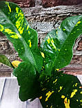 Гіршкова рослина Кротон (КОДІЄУМ), фото 2