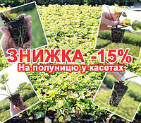🍓 Знижка на Саджанці Полуниці -15%! Поспішайте замовити!
