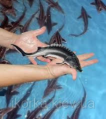 Чорна ікра з осетрового малька дуже смачна Осетровий мальок і чорна ікра торгової марки Акадиан