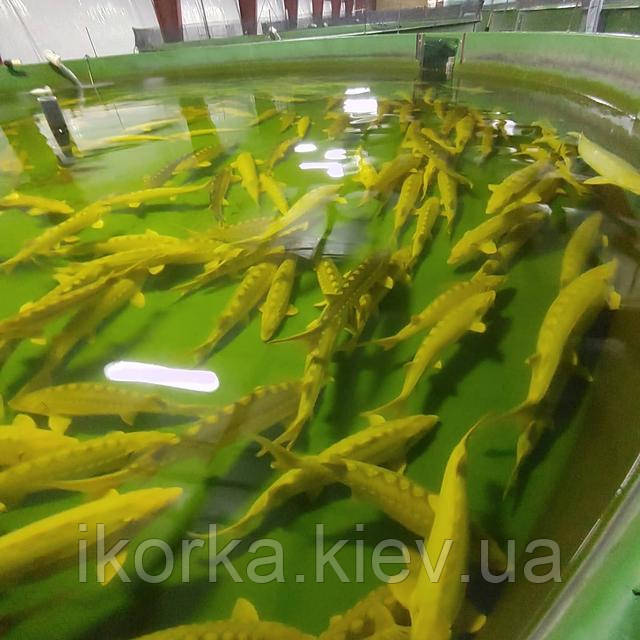 Спрос на осетровую икру которую можно купить по лучшей цене и оптом Производство черной икры по европейским технологиям