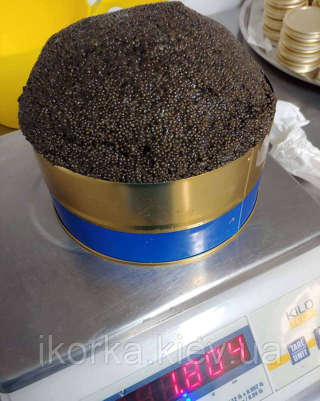осетровая икра купить с доставкой купить чёрную икру