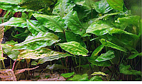 Аквариумное растение - Криптокорина понтедериеволистная 7-10см