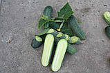 Аристократ F1 насіння огірка NongWoo Bio Корея 1000 шт, фото 3