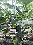 Аристократ F1 насіння огірка NongWoo Bio Корея 1000 шт, фото 4