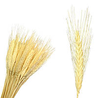 Колоски пшеницы натуральная белая ~95шт 60см декоративные сухоцветы