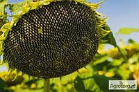Насіння соняшника Атилла