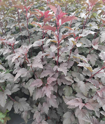 Пухироплідник Діаболо / С3 / Physocarpus Diabolo, фото 2