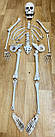 Декор на Хэллоуин Скелет в разобранном виде, 28 костей, фото 3
