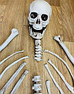 Декор на Хэллоуин Скелет в разобранном виде, 28 костей, фото 4