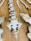 Декор на Хэллоуин Скелет в разобранном виде, 28 костей, фото 7
