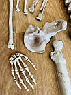 Декор на Хэллоуин Скелет в разобранном виде, 28 костей, фото 9
