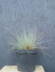 Festuca glauca 25 см