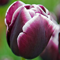 Тюльпан 2 шт тріумф Jack Pot (цибулини 10/11)