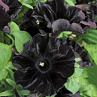 Петунія Grandiflora Sophistika F1 Bleckberry 5 шт.