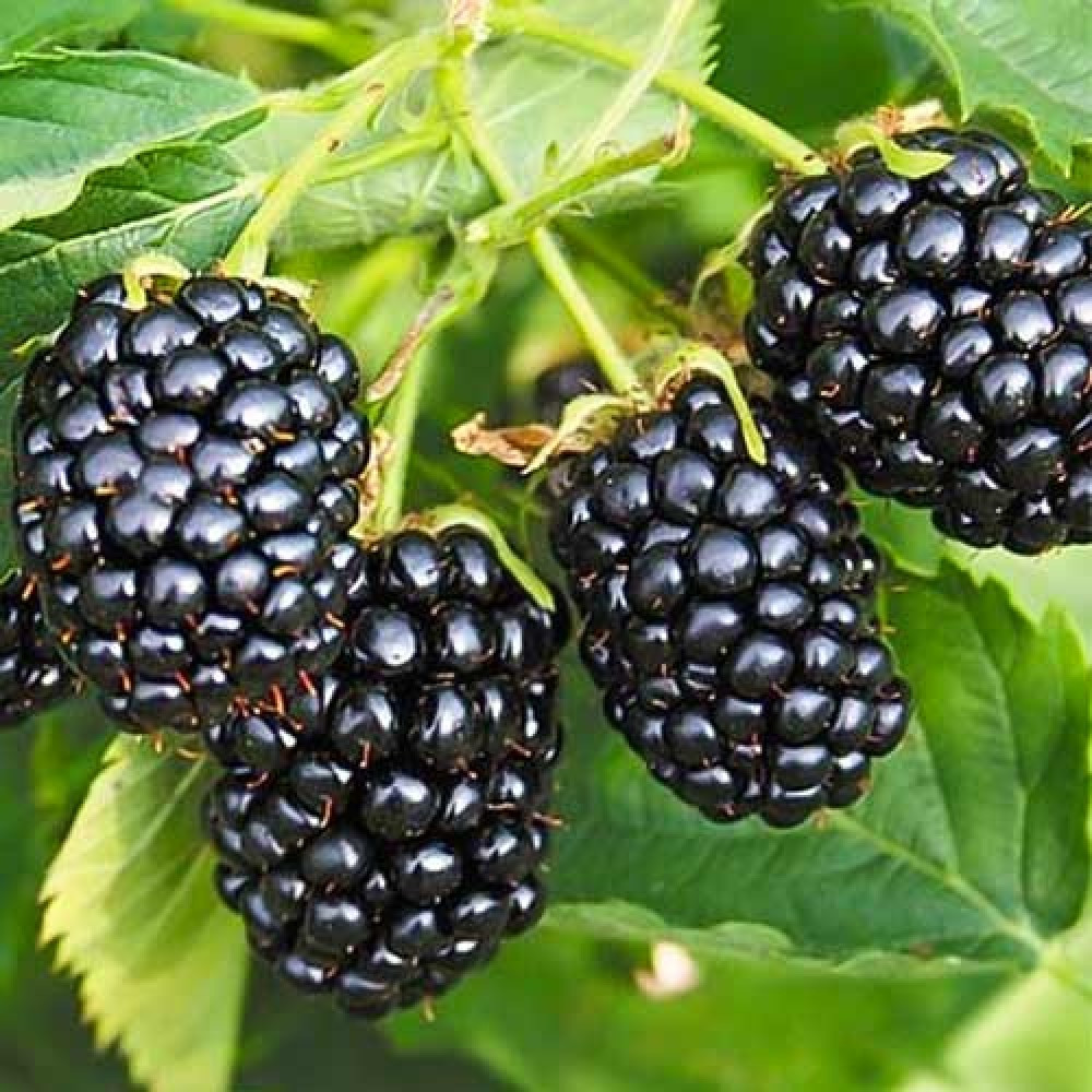 Саджанці ожини RUBUS