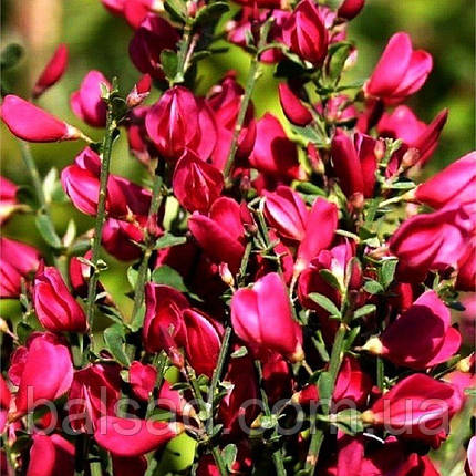 Рокитник Боскоп Рубі / Cytisus Boskoop Ruby / Р9, фото 1