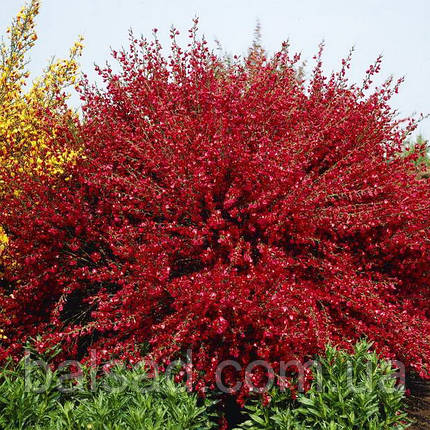 Рокитник Боскоп Рубі / Cytisus Boskoop Ruby / Р9, фото 3