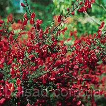 Рокитник Боскоп Рубі / Cytisus Boskoop Ruby / Р9, фото 4