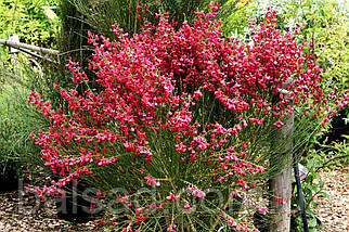 Рокитник Боскоп Рубі / Cytisus Boskoop Ruby / Р9, фото 5