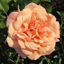 Троянда плетиста Алоха