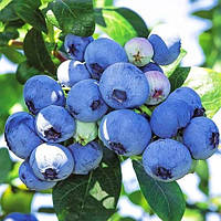 Голубика Блюкроп Florinda (Лохина, Blueberry Bluecrop) 80-100см, объём горшка 2,5л