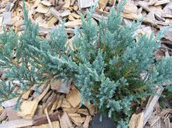 Ялівець лускатий Блю Карпет С2 (Juniperus squamata Blue Carpet)