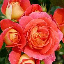 Троянда флорибунда Брати Грімм (Gebruder Grimm)