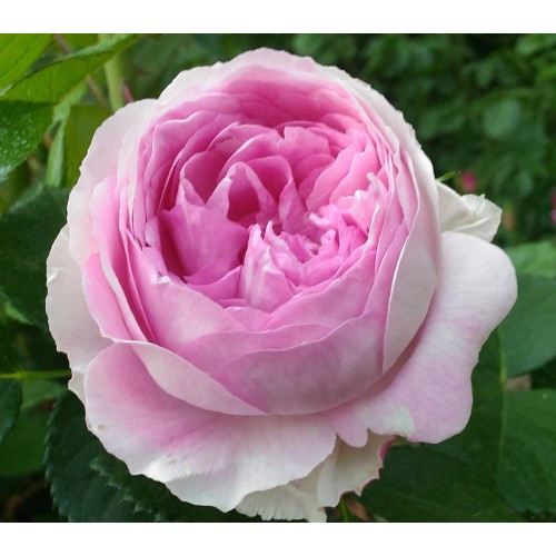 Троянда флорибунда Везалиус (Vesalius)