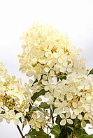 Гортензія волотиста Фантом/ HYDRANGEA paniculata Phantom С25/Н100-150