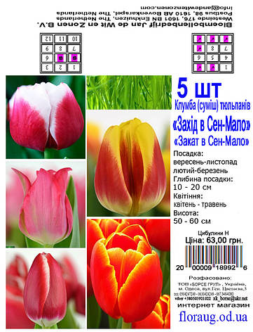 Клумба Тюльпанів Захід у Сен-Мало, 5 шт. Голландія., фото 2