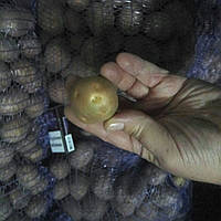 Семенной картофель Беллароза сорт ранний урожайный устойчивый к болезням лежкий класс элита ф35-55 Германия