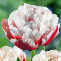 Тюльпан 2 шт Махровий Horizon цибулини