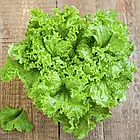 Салат Сімпсон, листовий зелений Професiйне насiння 0.3 г, фото 2
