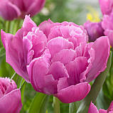 Тюльпан Махровий Double Price цибулини, фото 2