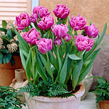 Тюльпан Махровий Double Price цибулини, фото 3