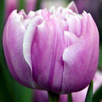 Тюльпан 2 шт Махровий Katinka цибулини 10/11