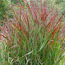 Просте прутеподібне Squaw (контейнер 0,5л)