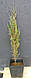 Ялівець скельний Блу Ерроу (Juniperus scopulorum Blue Arrow) - ЗКС, 80 см, фото 2