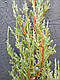 Ялівець скельний Блу Ерроу (Juniperus scopulorum Blue Arrow) - ЗКС, 80 см, фото 4