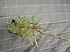 Ялівець скельний Блу Ерроу (Juniperus scopulorum Blue Arrow) - ЗКС, 80 см, фото 3