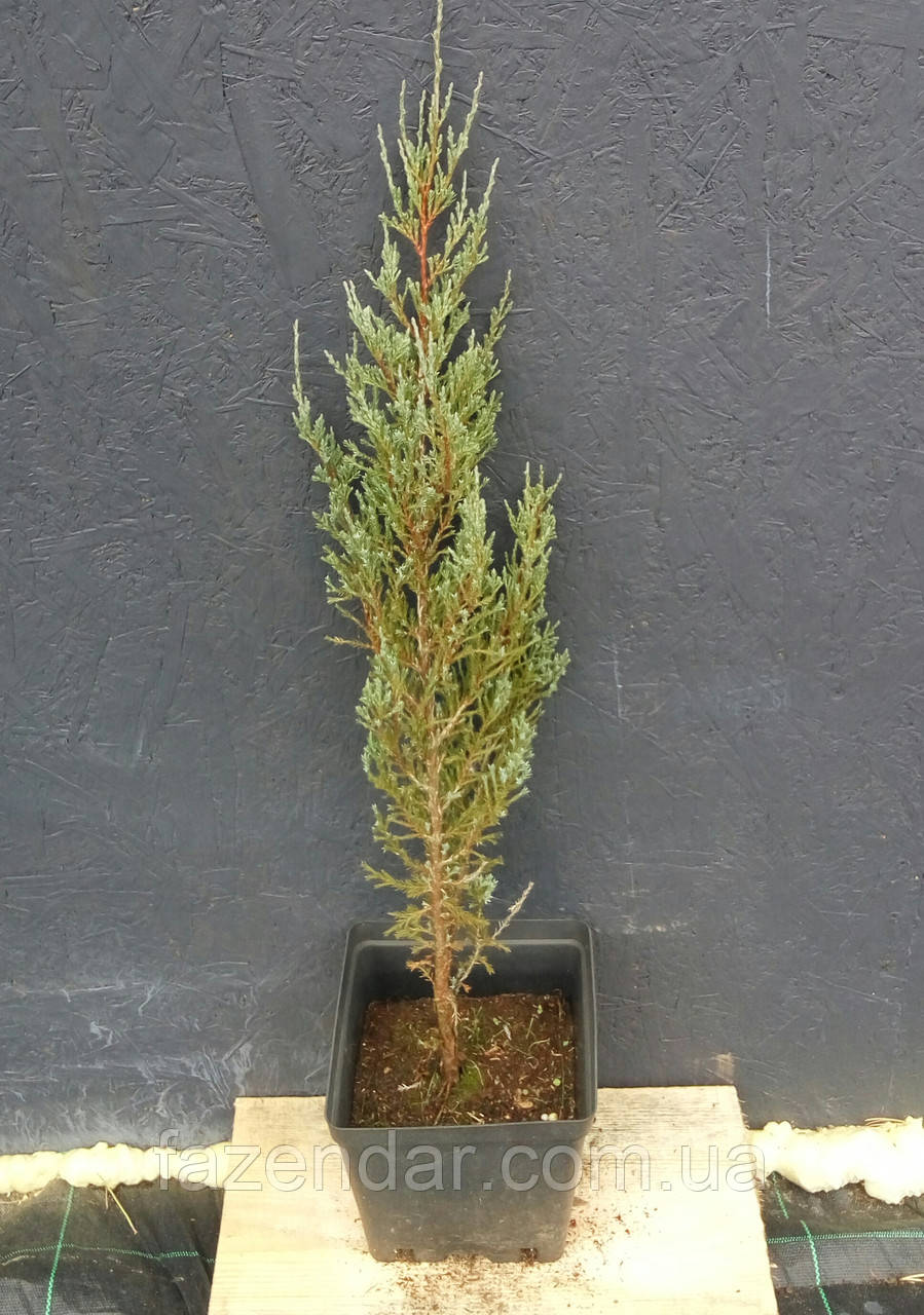 Ялівець скельний Блу Ерроу (Juniperus scopulorum Blue Arrow) - ЗКС, 80 см