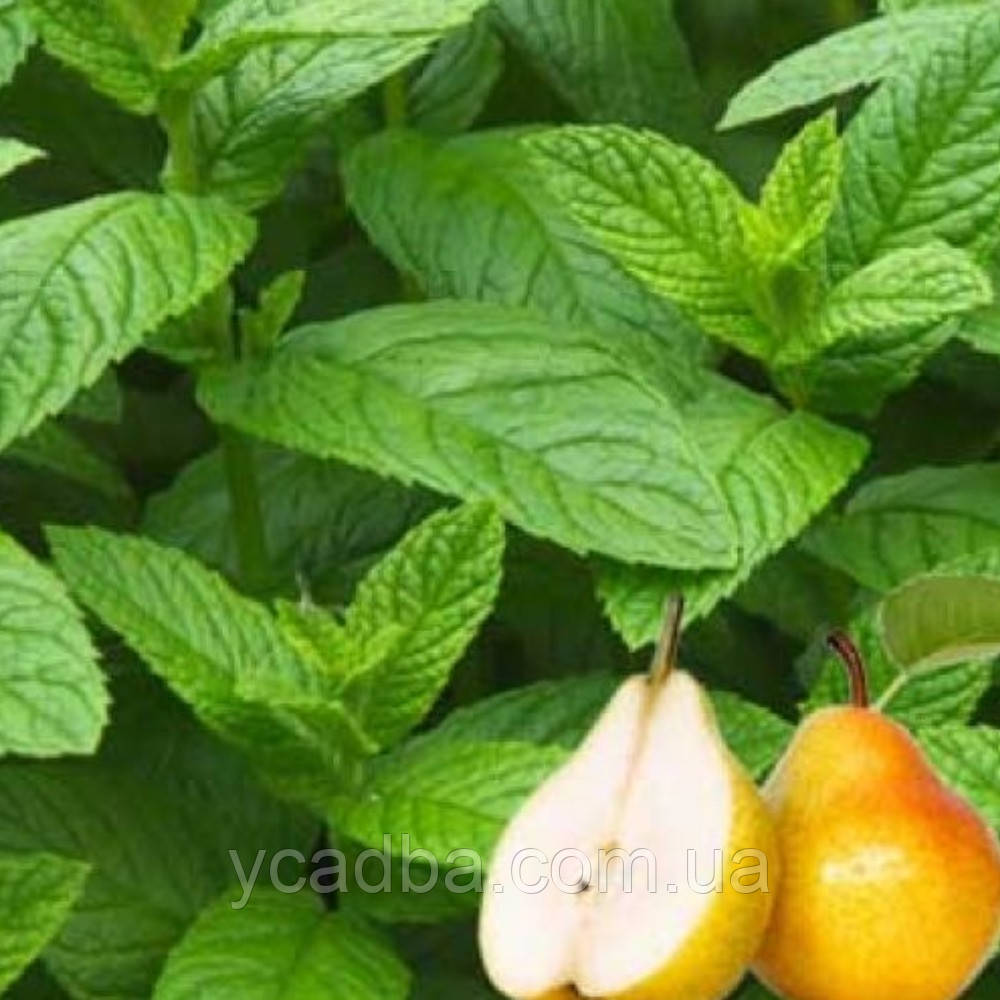 М’ята Грушева (горшик 0,5л), фото 1