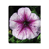 Петунія Вертуоз Блубері 500 н. д/з 01,21